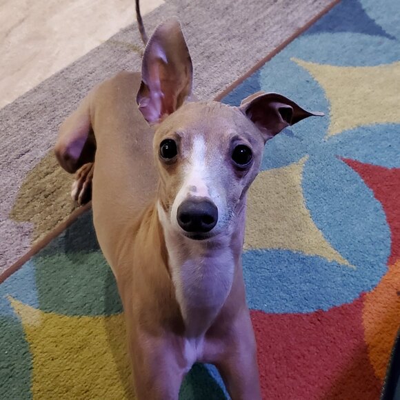 Meet your Posher, Carrie - Picture 4 of 6